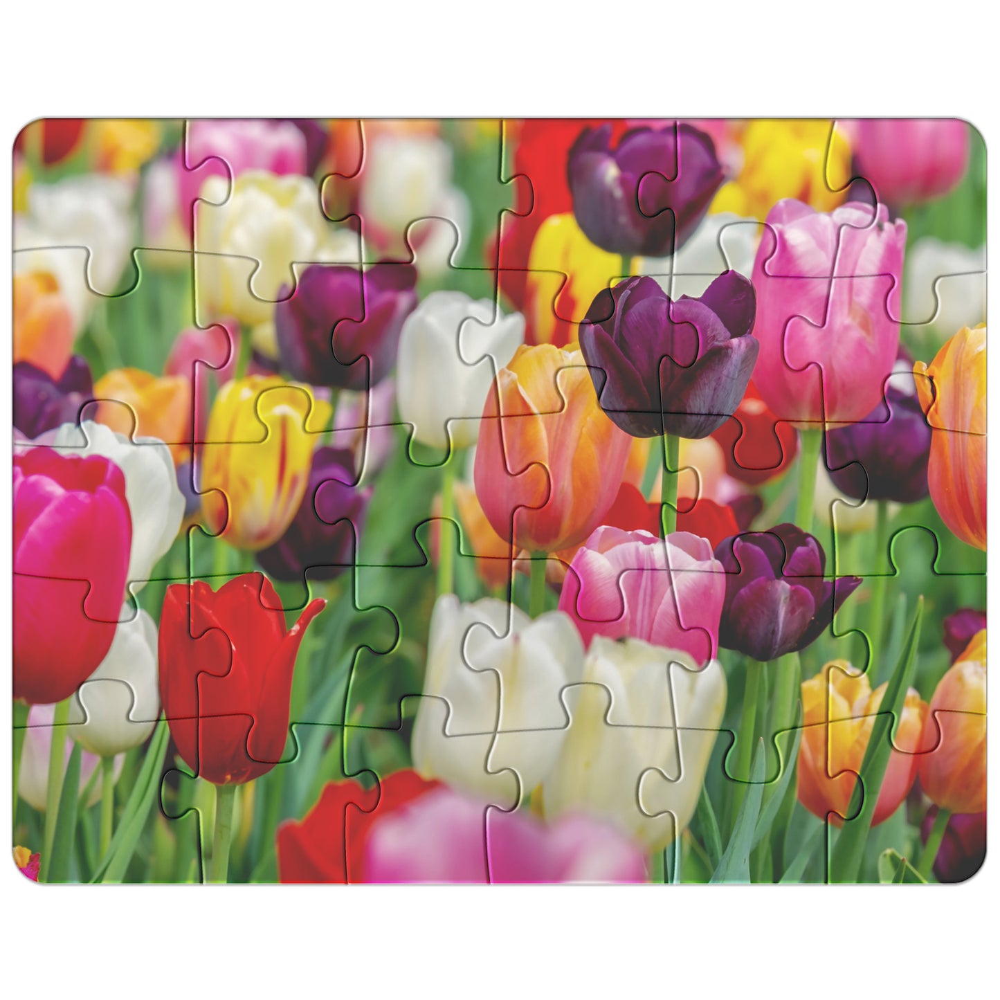 Colorful Tulip Puzzle
